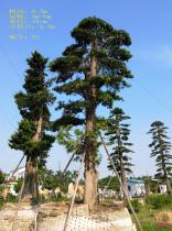 野生大型罗汉松