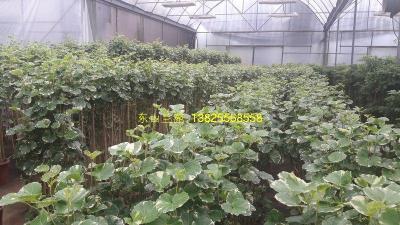 花叶福禄桐