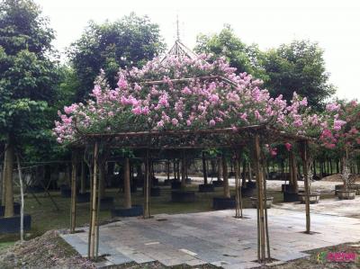 紫薇花亭