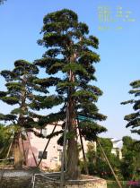 野生大型罗汉松