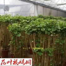 花叶福禄桐